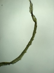 Najas flexilis