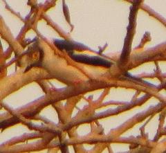 Prionops plumatus poliocephalus