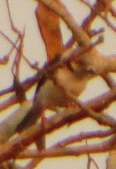 Prionops plumatus poliocephalus