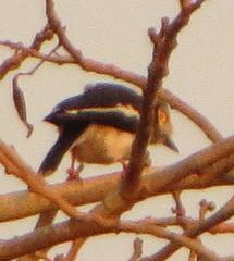 Prionops plumatus poliocephalus