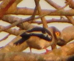 Prionops plumatus poliocephalus