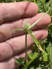 Cyperus sesquiflorus sesquiflorus