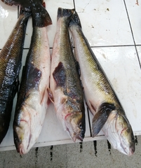 Eleginops maclovinus