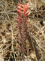 Sacoila lanceolata