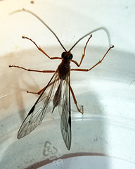 Tryphoninae