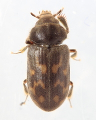 Heterocerus mollinus