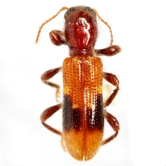 Priocera castanea