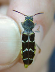 Neoclytus caprea