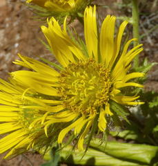 Berkheya carlinoides