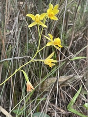 Spathoglottis pubescens