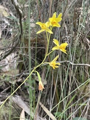 Spathoglottis pubescens