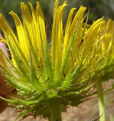 Berkheya carlinoides