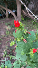 Malvaviscus arboreus