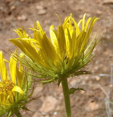 Berkheya carlinoides