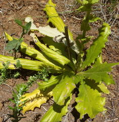 Berkheya carlinoides