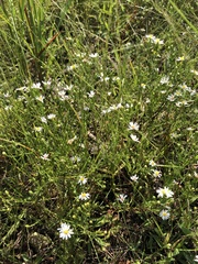 Symphyotrichum depauperatum