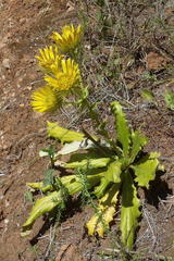 Berkheya carlinoides