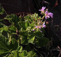 Pelargonium vitifolium
