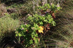 Pelargonium vitifolium