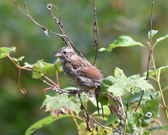 Melospiza georgiana