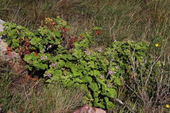 Pelargonium vitifolium