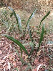 Sansevieria concinna