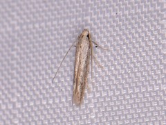 Haplochrois bipunctella