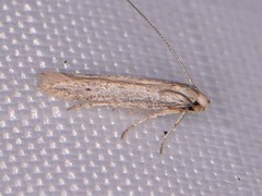 Haplochrois bipunctella