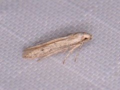 Haplochrois bipunctella