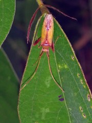 Creontiades rubrinervis