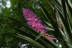 Portea petropolitana