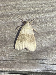 Basacallis tarachodes