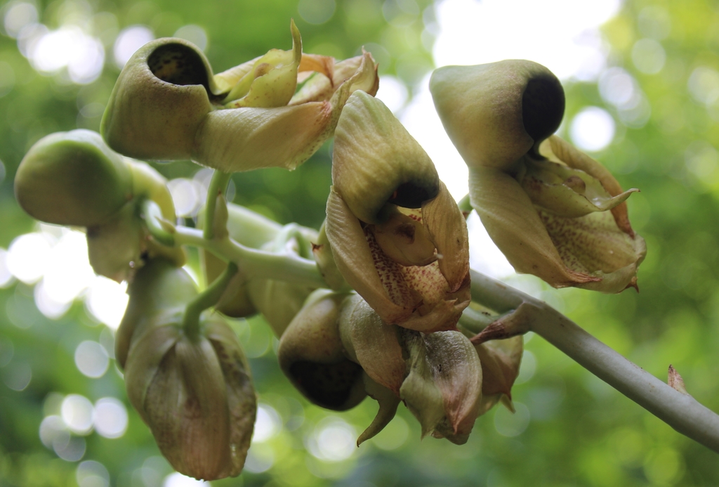 Catasetum integerrimum