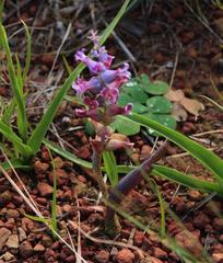 Lachenalia orchioides