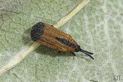 Pentispa melanura