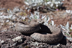 Crotalus pricei