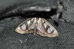 Glyphodes quadrimaculalis