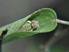 Charaxinae