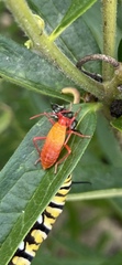 Oncopeltus fasciatus