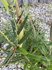 Oncopeltus fasciatus