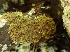 Austromelanelixia glabratuloides