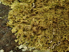 Austromelanelixia glabratuloides