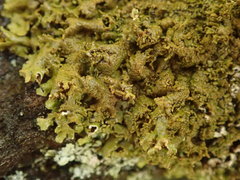 Austromelanelixia glabratuloides