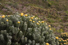 Leucospermum conocarpodendron conocarpodendron