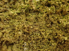 Austromelanelixia glabratuloides