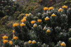 Leucospermum conocarpodendron conocarpodendron