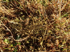 Cladonia subulata