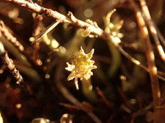 Cladonia subulata