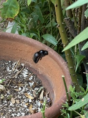 Xylocopa sonorina