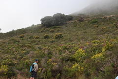 Leucospermum conocarpodendron conocarpodendron